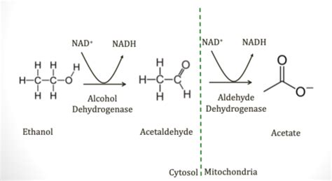 Ethanol Metabolism Flashcards Quizlet