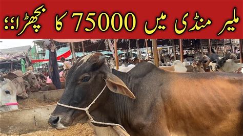 Malir Mandi Rate Update 06 June 2024 Malir Cow Mandi YouTube