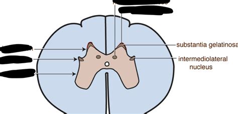 Grey matter organisation of spinal cord Diagram | Quizlet