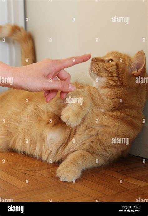Cat Sniffing Floor Hi Res Stock Photography And Images Alamy