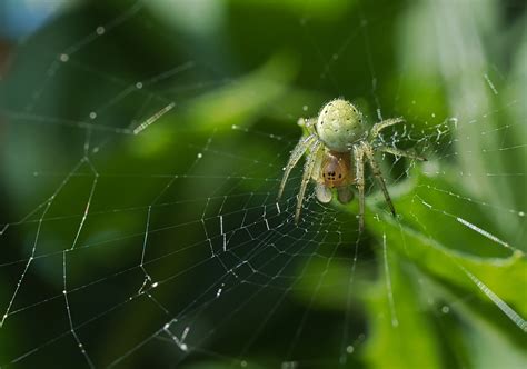 Spinne Im Netz Foto And Bild Tiere Wildlife Spinnen Bilder Auf