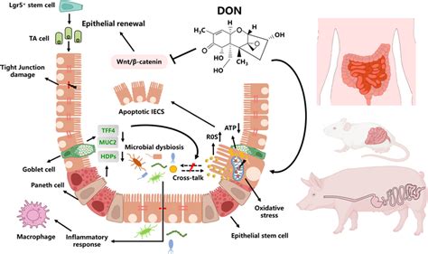 Intestinal Function Toxicity Mechanism Of Deoxynivalenol Don When