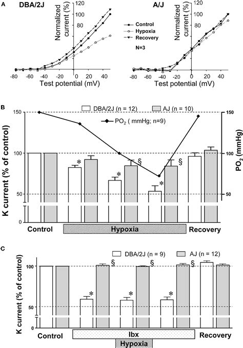 Figure 4 From Differential Expression Of Large Conductance Ca2