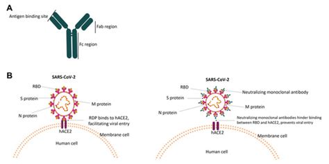 Antibodies Free Full Text A Review Of The Currently Available