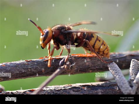 Hornet Sting High Resolution Stock Photography and Images - Alamy