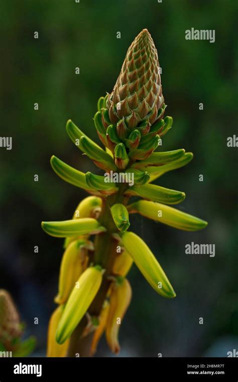 Yellow Flower Of The True Aloe Vera Flowering Aloe Vera Yellow Flower Head Close Up Asphodel