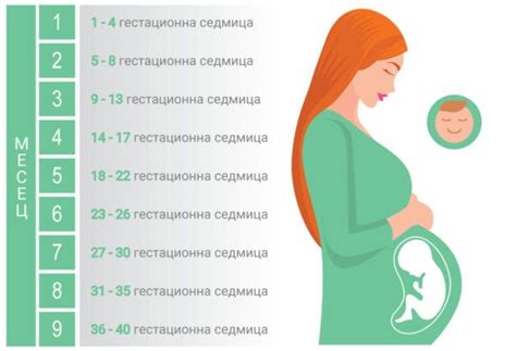 Калкулатор бременност - Изчисляване на термин – Гризалче