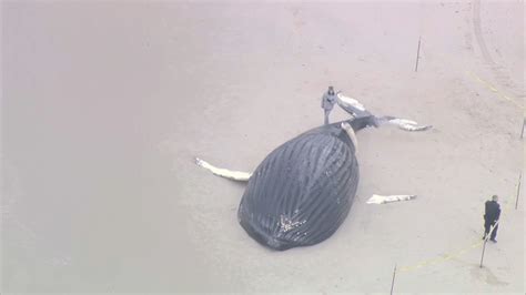 Whale Dead On Long Island Beach Makes 10 In 2 Months Nbc New York