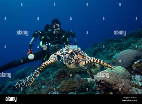Photographer Hawksbill Turtle Solomon Islands Hi Res Stock Photography