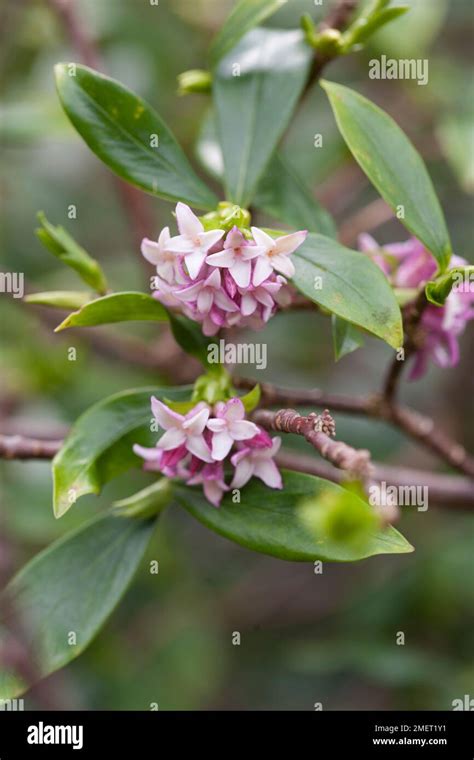 Daphne Odora Rubra Hi Res Stock Photography And Images Alamy