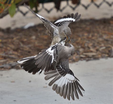 Two Mockingbirds Fighting Tahj Holiday Flickr