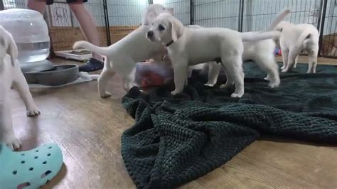 Live Stream Puppy Cam Replay Adorable Labrador Puppies In Their Play