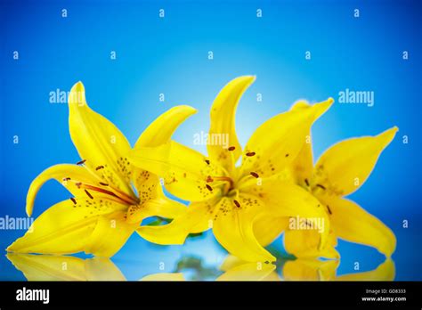 Beautiful Blooming Lily Stock Photo Alamy