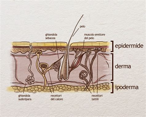 Il Blog Di Daniela Recensioni Lezione La Struttura Della Pelle