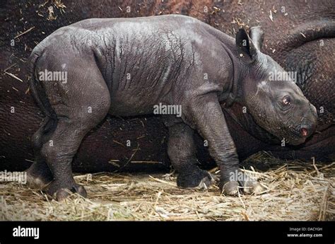 A Handout File Shows A Newborn Rhinoceros Standing Next To Its Mmother