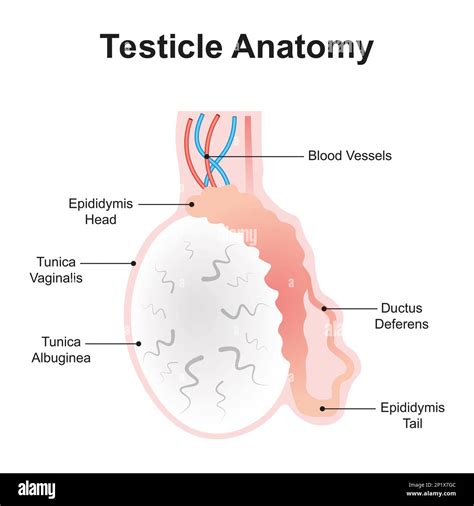 Epididymis Cut Out Stock Images And Pictures Alamy