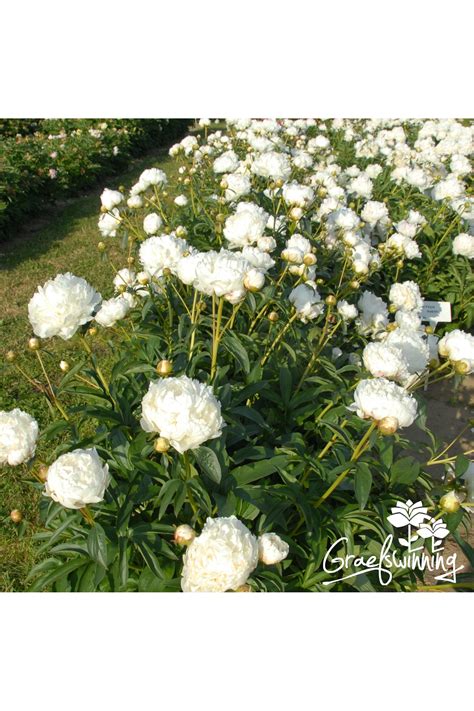 Peony Bowl Of Cream Root Vigorous Slow Grown Root From Our 4 Year