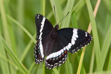 Red Spotted Admiral Lepidoptera Of Mississippi Naturalista Colombia