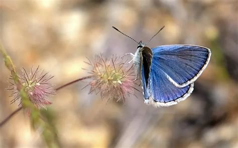 20 Most Endangered Butterfly Species - Insectic