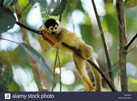 Eichhörnchen Affe Saimiri Oerstedi Manuel Antonio Nationalpark