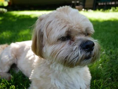 Shih Apso A Shih Tzu Lhasa Apso Mixed Breed Guide