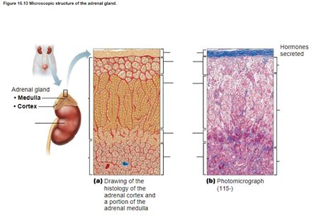 Microscopic Structure Of The Adrenal Gland Diagram Quizlet