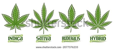 Vector Cannabis Leaves Set Collection 4 Stock Vector (Royalty Free ...