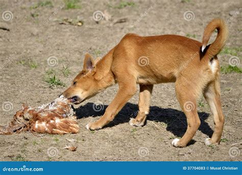 Dingo Eating Poultry Stock Photos - Image: 37704083