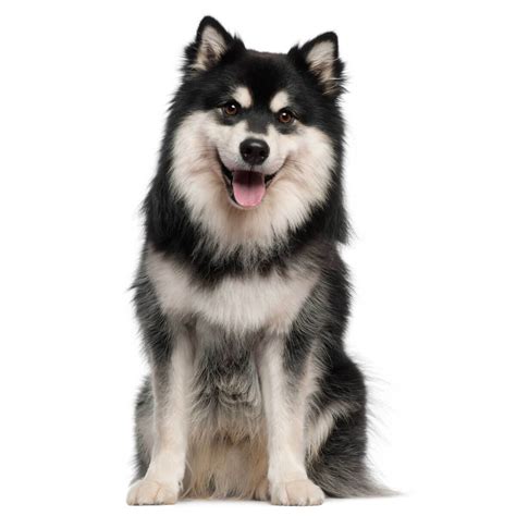 Finnish Lapphund Dog Breed » Everything About Finnish Lapphund