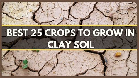 Clay Soil Best Crops That Grow Well In Clay Soil Clay Soil Plants