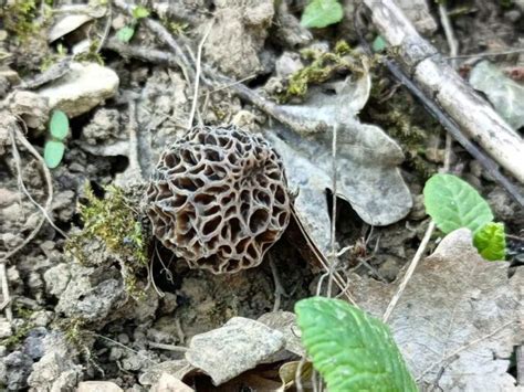 Truffe blanche prix et où les trouver Chasseurs de champignons