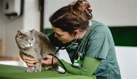 Kastration Der Katze Bei Ihrem Tierarzt In M Nchen Hadern