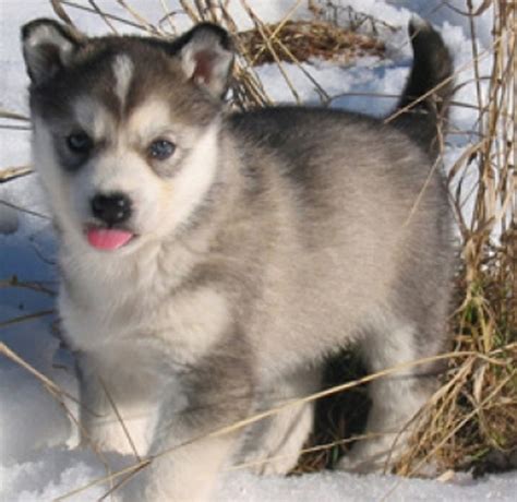 Alaskan Husky Puppy | Alaskan Husky Puppies Pictures