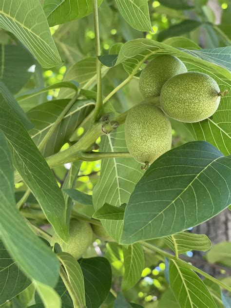 Baby green walnuts. 🌱 Buy on River's Bend Walnut Orchard