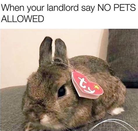 Pet Rabbit Memes