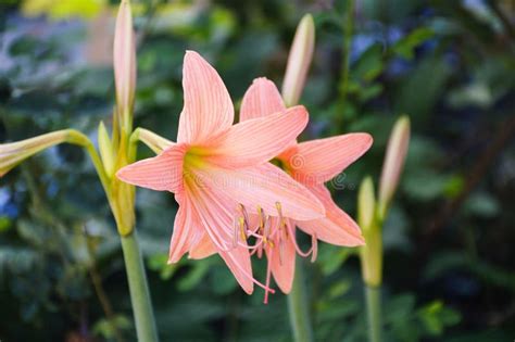 Flor Do Johnsonii De Hippeastrum No Jardim Da Natureza Foto De Stock