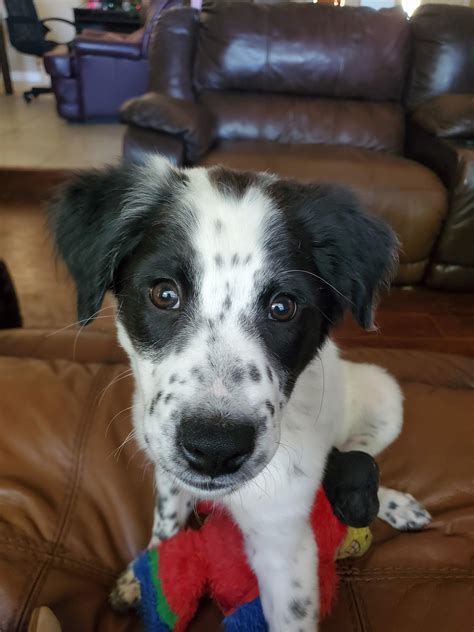 Australian Shepherd Pitbull Lab Mix