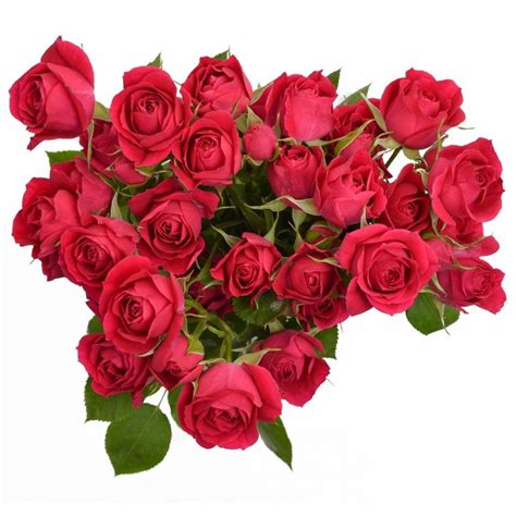 Spray Rose Blushing Majolika Stems Ship Cut Flowers