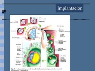 Desarrollo Embrionario Ppt