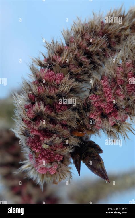 White Poplar Populus Alba Silberpappel Bluehende Kaetzchen Stock Photo