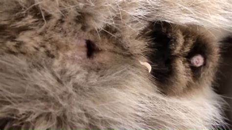 The Amazing Tapeworm Segment Youtube