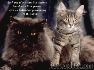 Quotes Cats Colette. QuotesGram