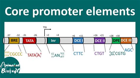 Core Promoter Elements Tata Box Bre Element What Is The