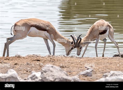 Male springbok lock horns hi-res stock photography and images - Alamy