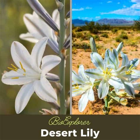 Desert Lily Flower | Hesperocallis Undulata | Desert Flower