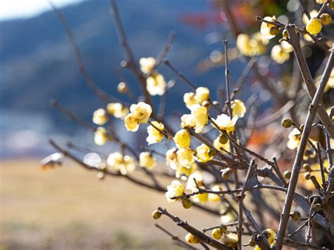 What Is Wintersweet Information About Wintersweet Shrubs In The