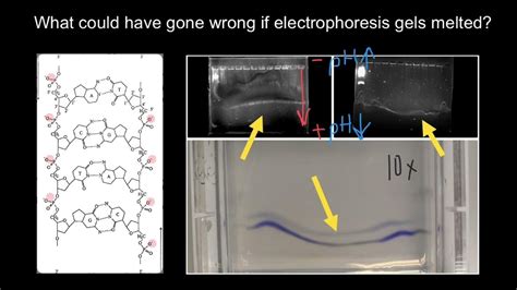 How Different Concentrations Of Running Buffers Effects Gel Electrophoresis Youtube