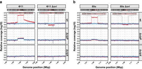 The ClpX Protease Is Essential For Inactivating The CI Master Repressor