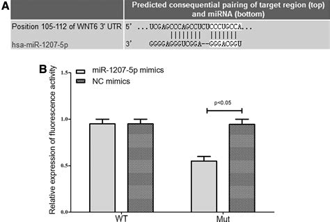 Lncrna Pvt Regulates Mir P To Affect Colon Cancer Proliferation