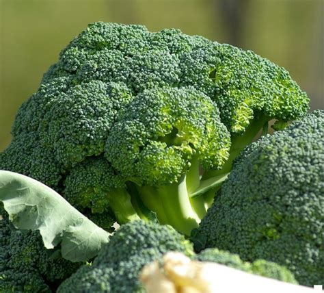 Green Sprouting Broccoli Seeds Italian Type 1280 OSC Seeds